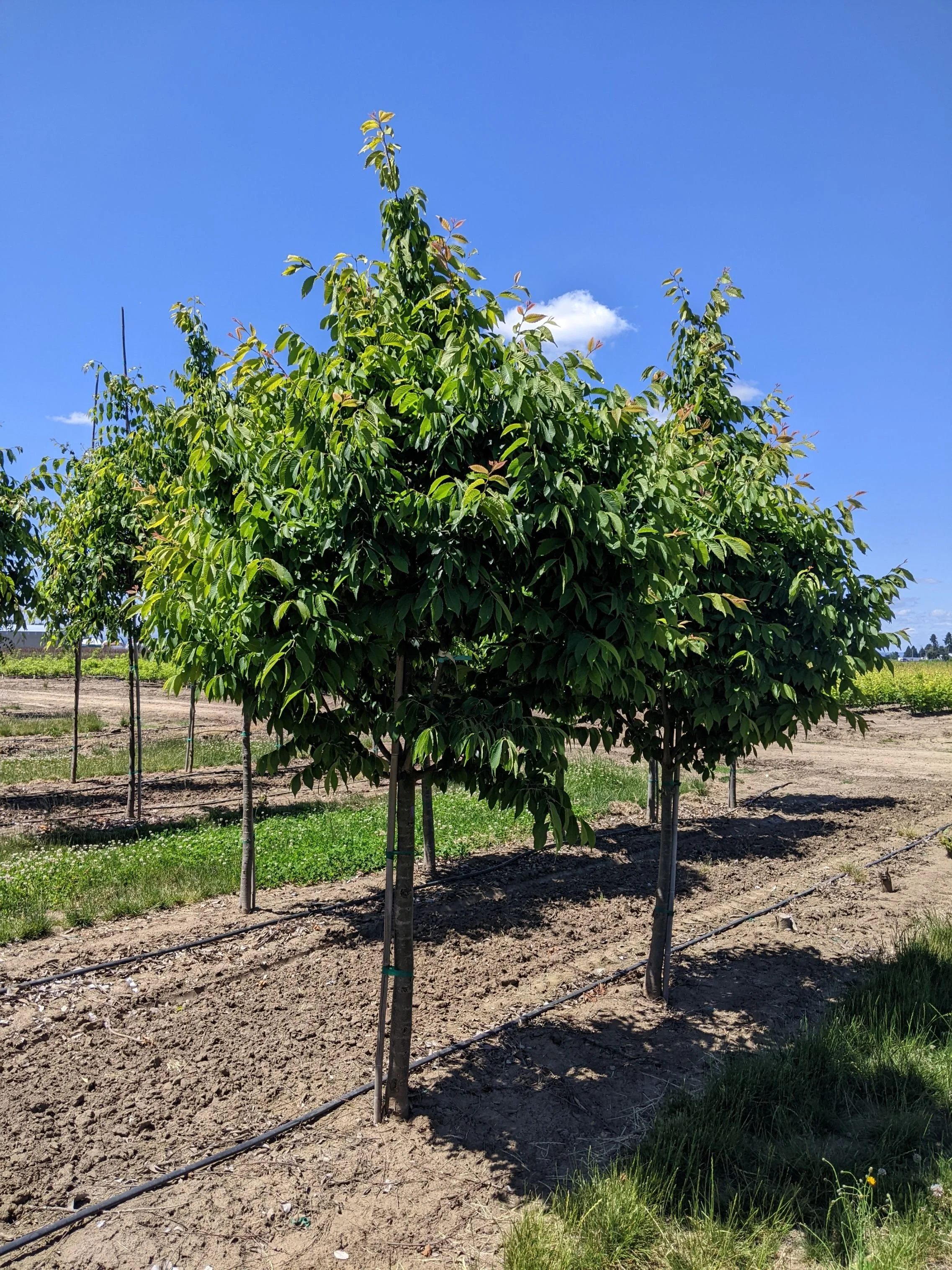 City Sprite® Zelkova | Zelkova serrata 'JFS-KW1' — Northwest Shade